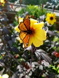 Butterfly lands in Meadow Brook garden