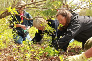 Meadow Brook Hall volunteers plant trees