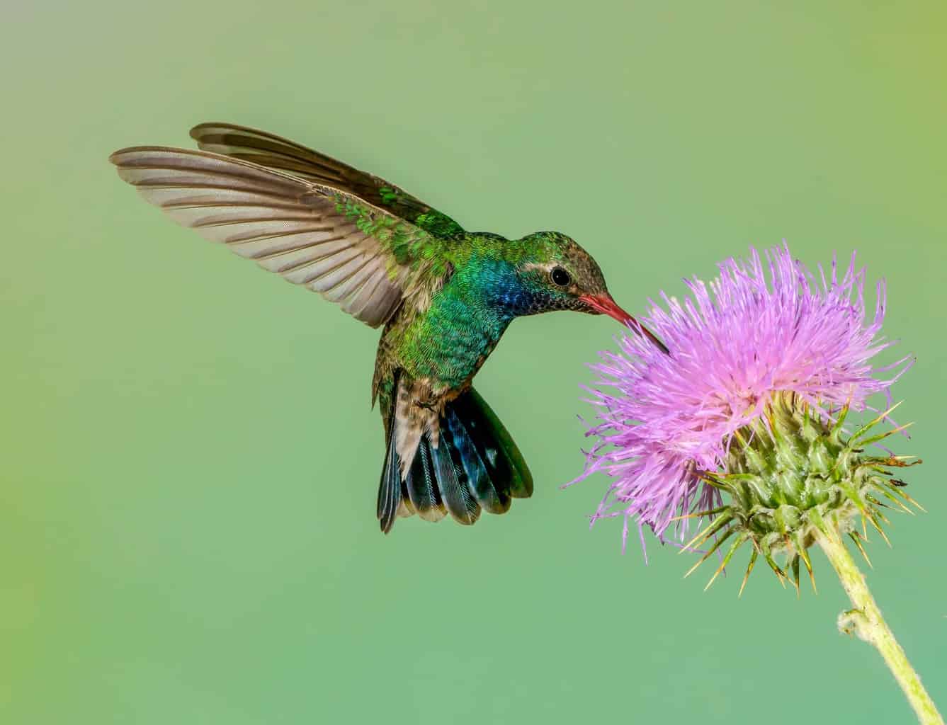 Michigan hummingbird