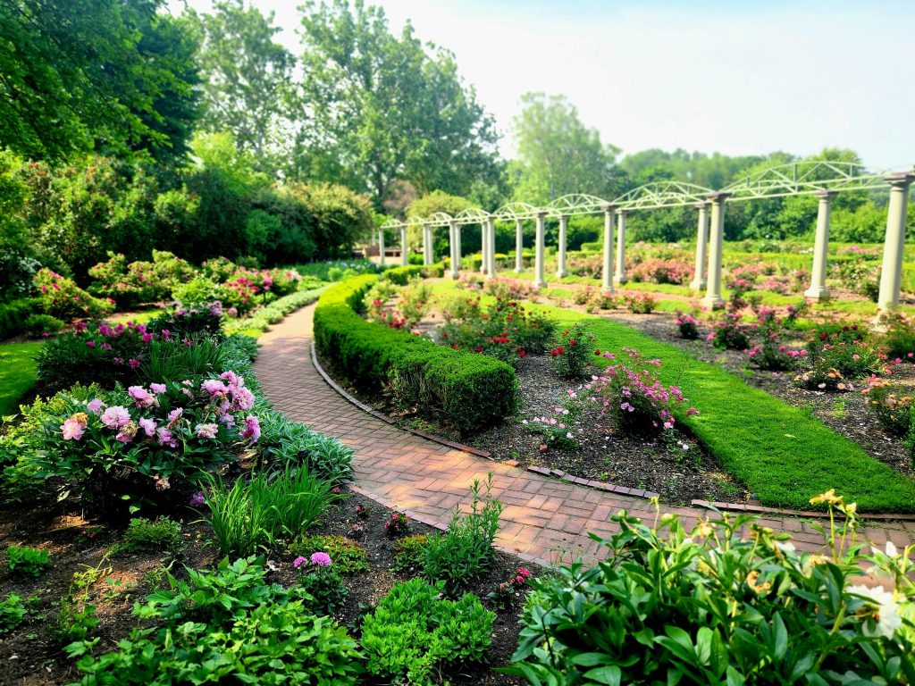 Meadow Brook Hall's rose garden in bloom.