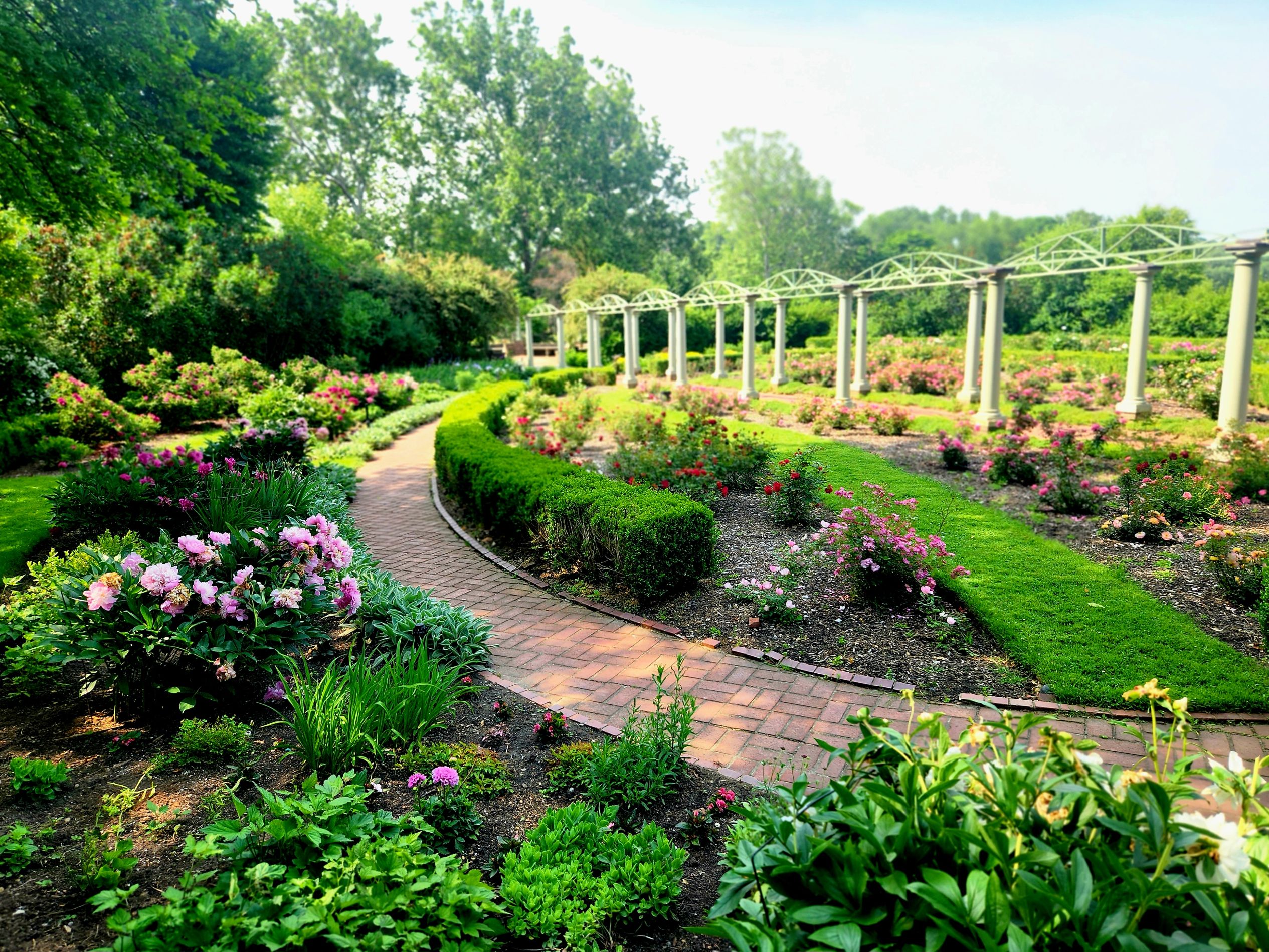 Meadow Brook Hall's rose garden in bloom.