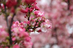 Spring flowers at Meadow Brook Hall