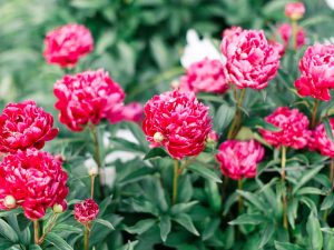 Beautiful roses grow in Meadow Brook's Rose Garden.