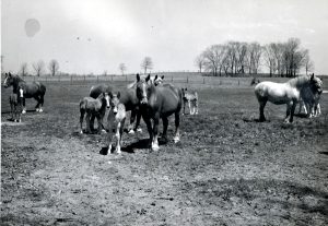 Ponies from Meadow Brook Farms.