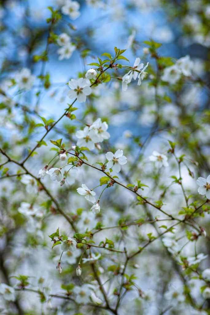 White spring flowers in bloom