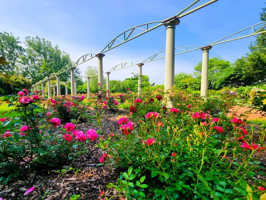 Meadow Brook's Rose Garden in summer