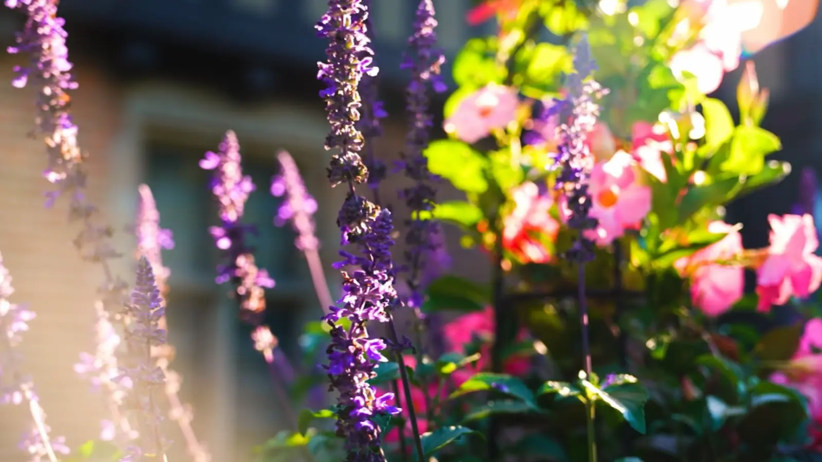 Summer at Meadow Brook